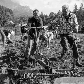La récolte des pommes de terre avec un cheval