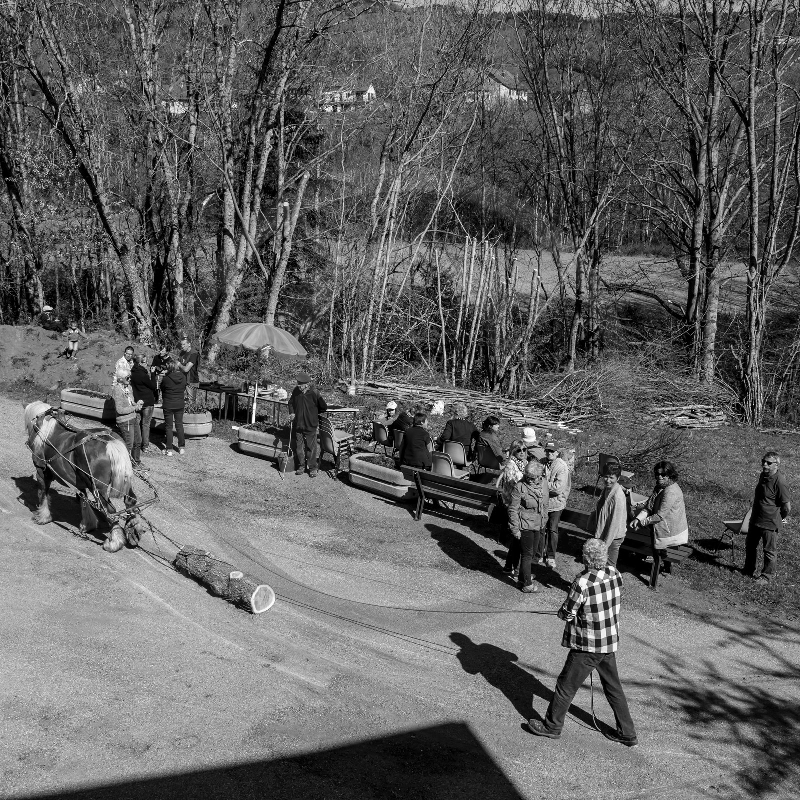 Débardage avec un cheval - 17 04 17