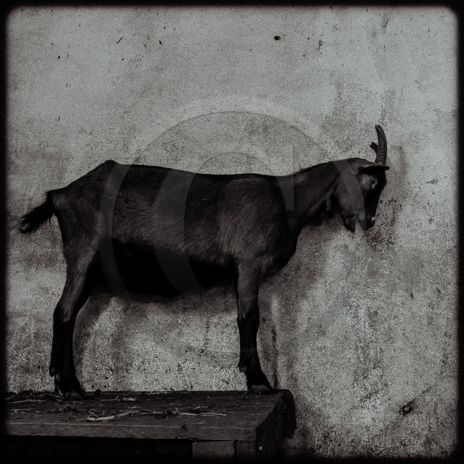 Portraits des animaux de la ferme