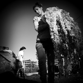 La tonte des moutons