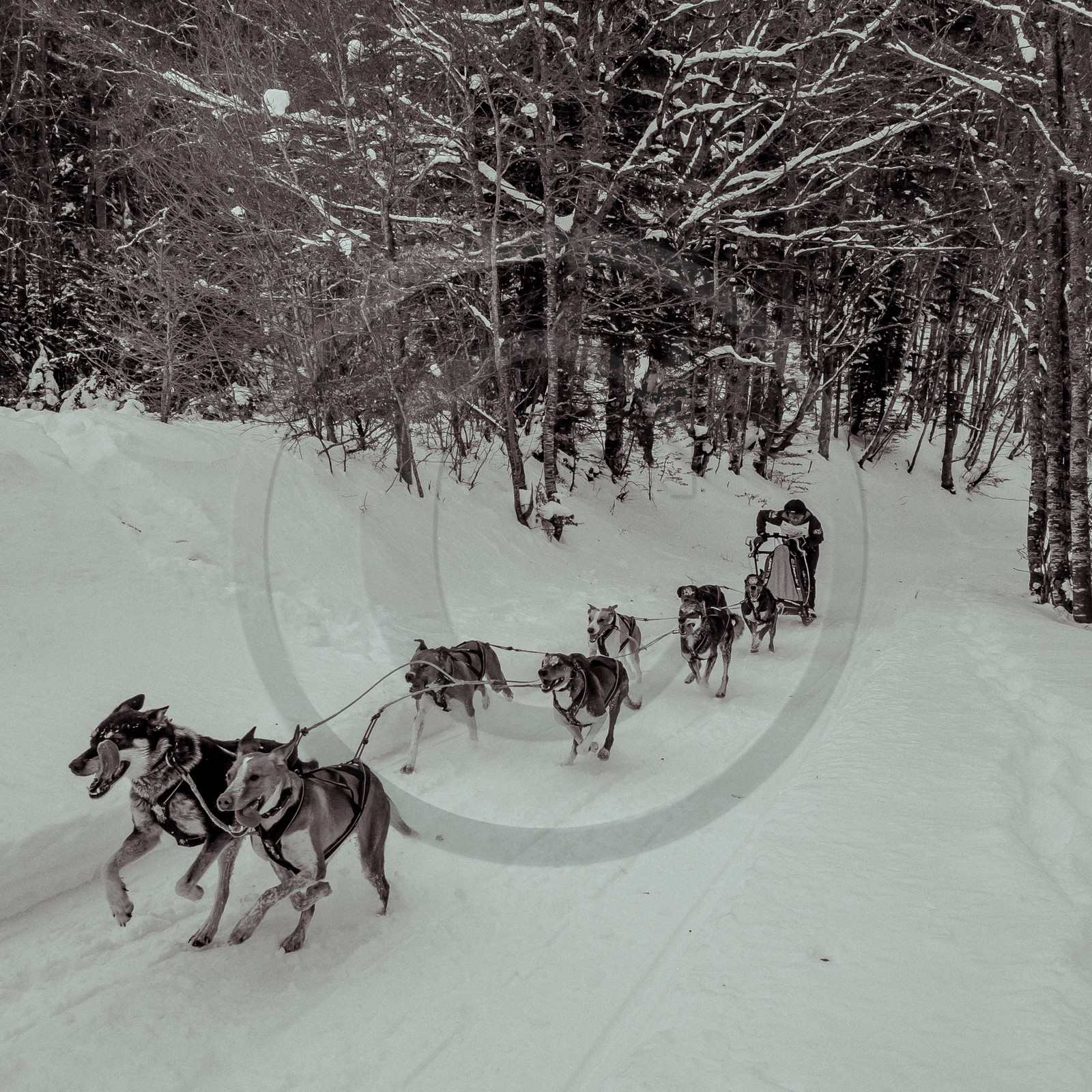 La Valgaude Traineau 2015