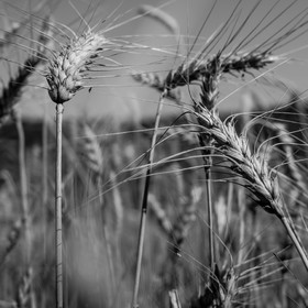 Les moissons dans le Champsaur