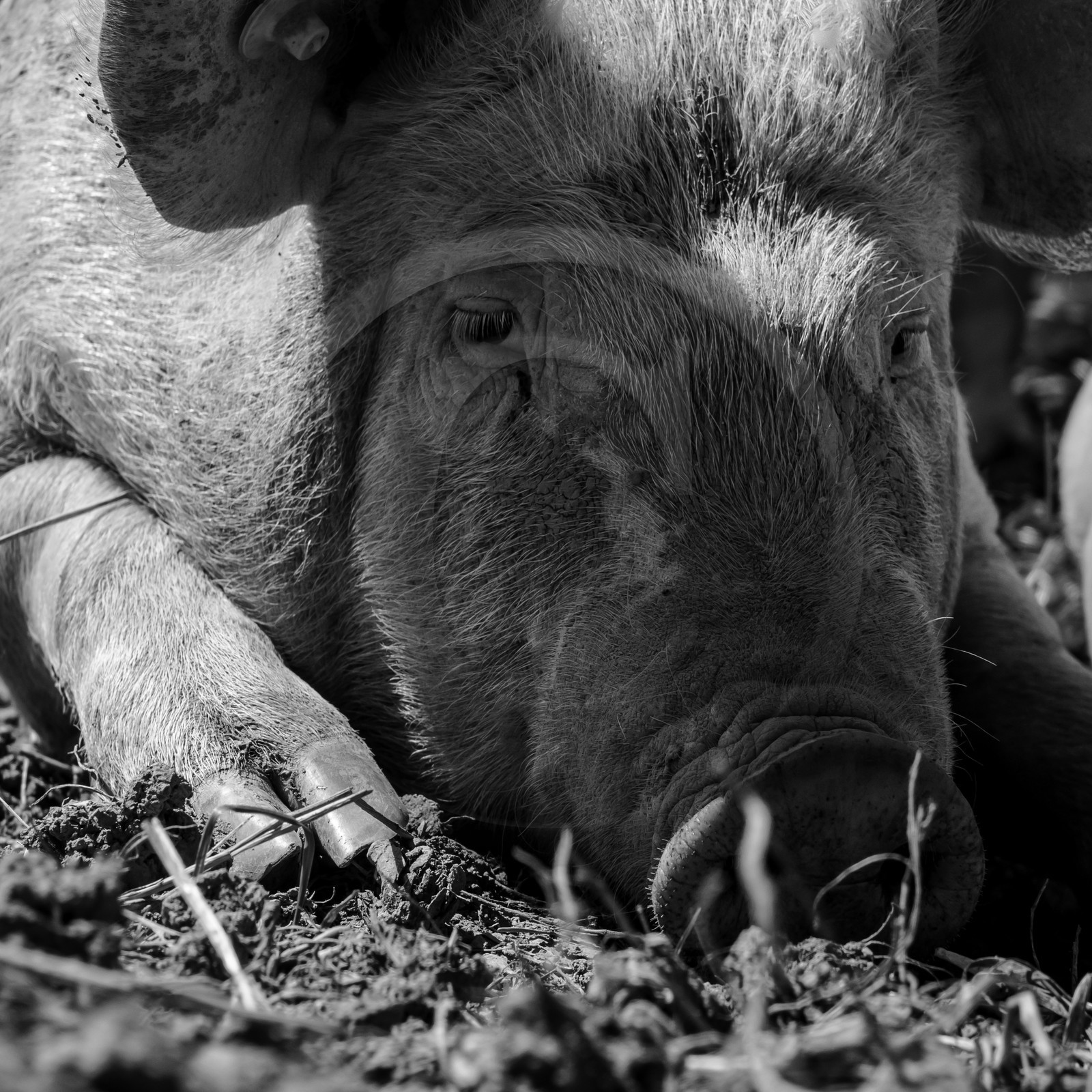 Elevage biologique de cochons en plein air