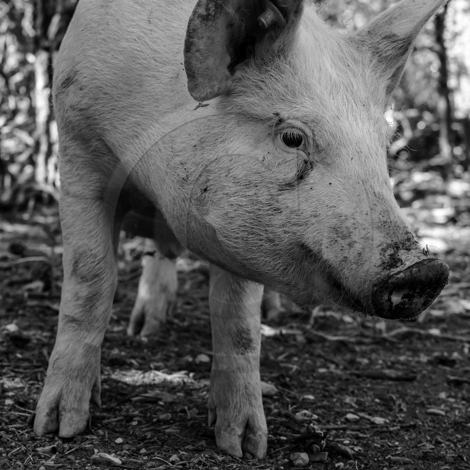 Elevage biologique de cochons en plein air