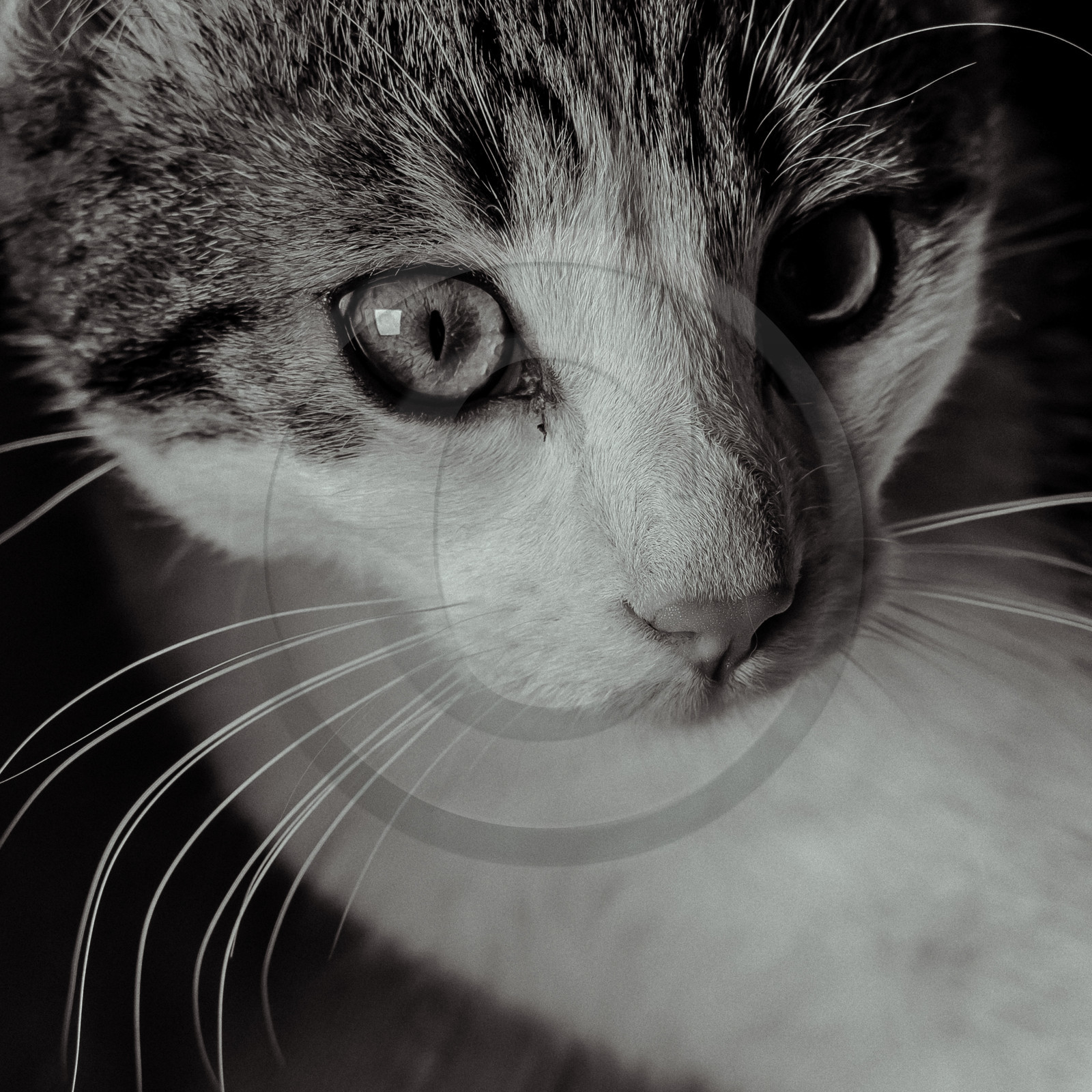 Portraits de Chats