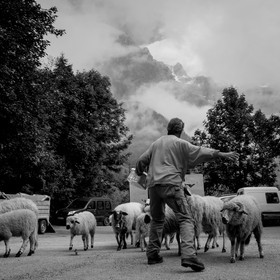 La transhumance des brebis