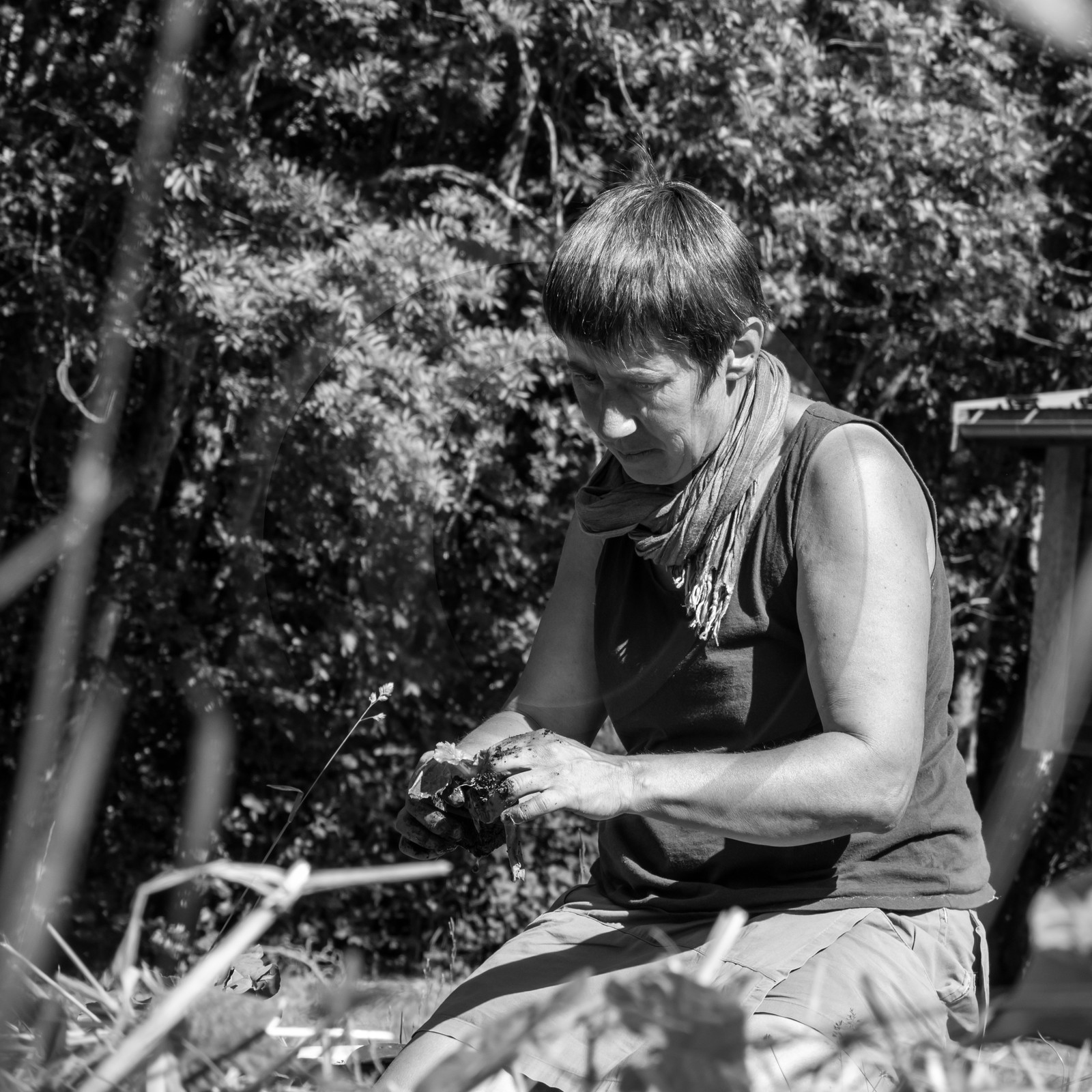 07 juin 2017 - Plantation - Haie - Réunion