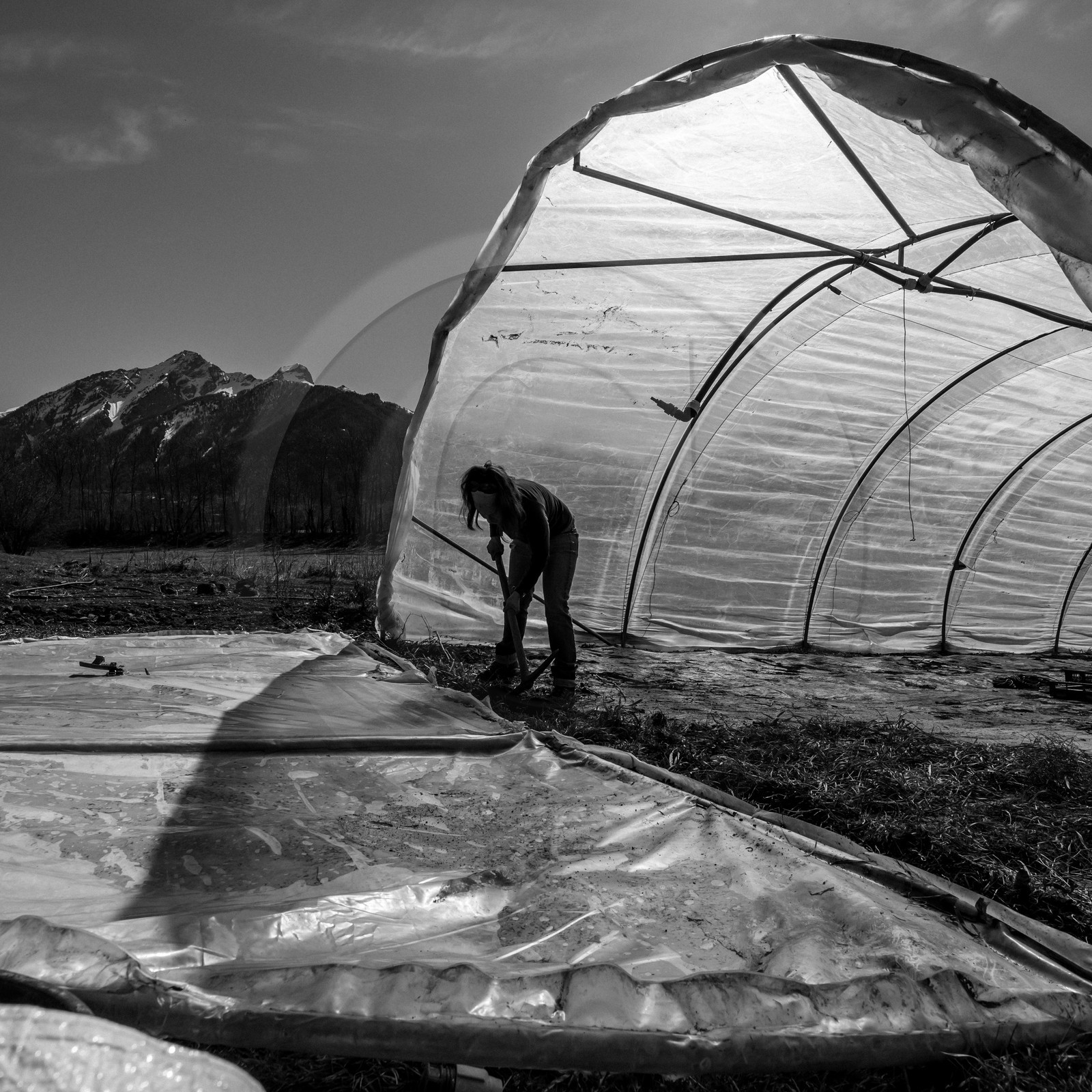 Montage de serres tunnel
