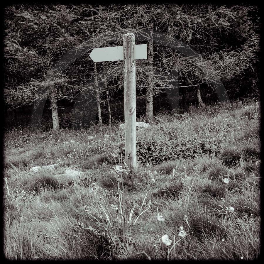 Promenade en forêt Promenade en forêt