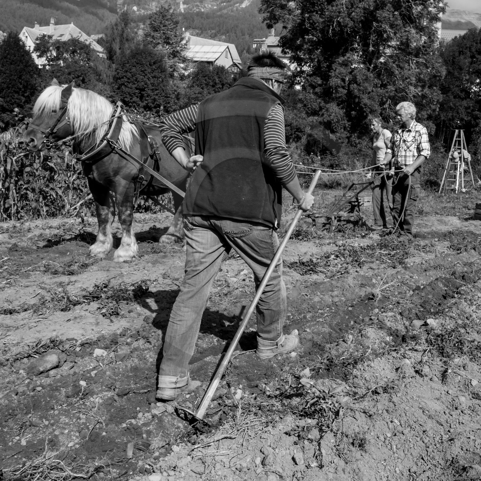 La récolte des pommes de terre avec un cheval