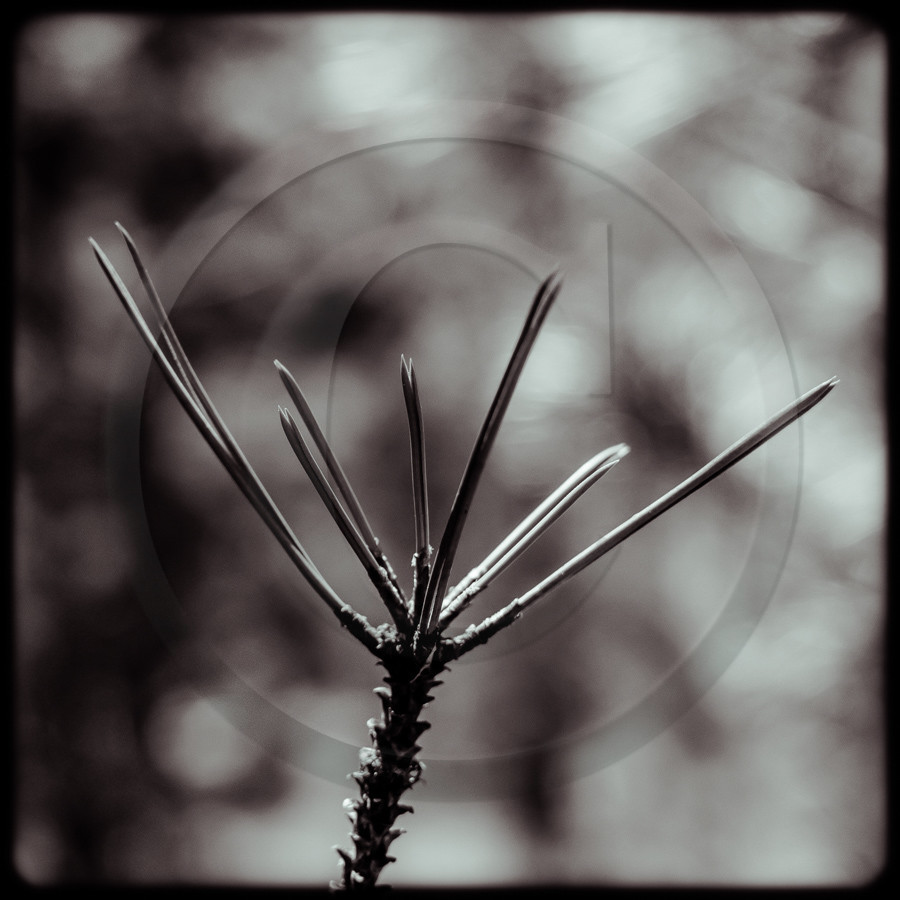 Promenade en forêt Promenade en forêt