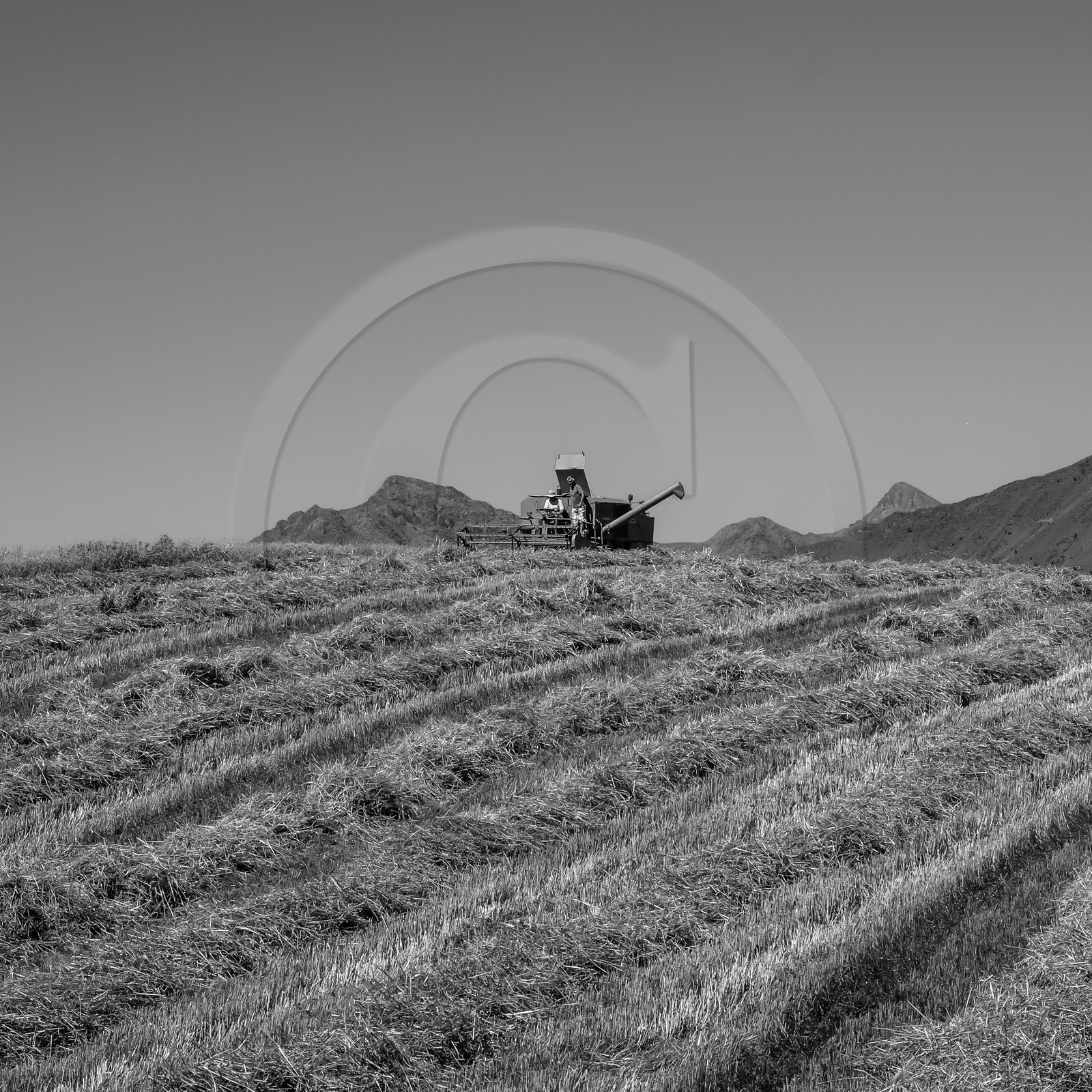Les moissons dans le Champsaur