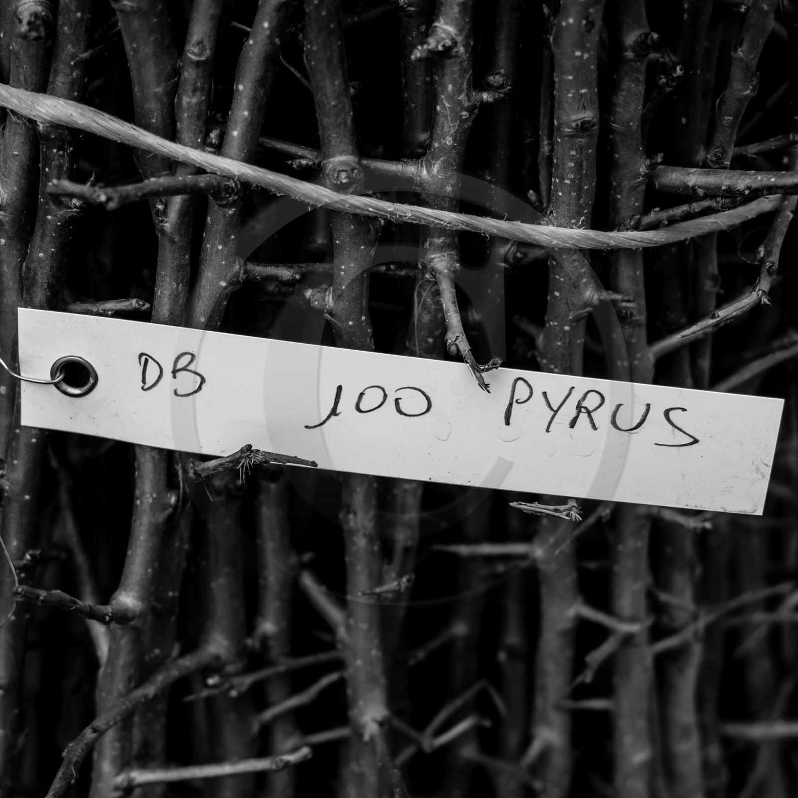 Greffe d'arbres
