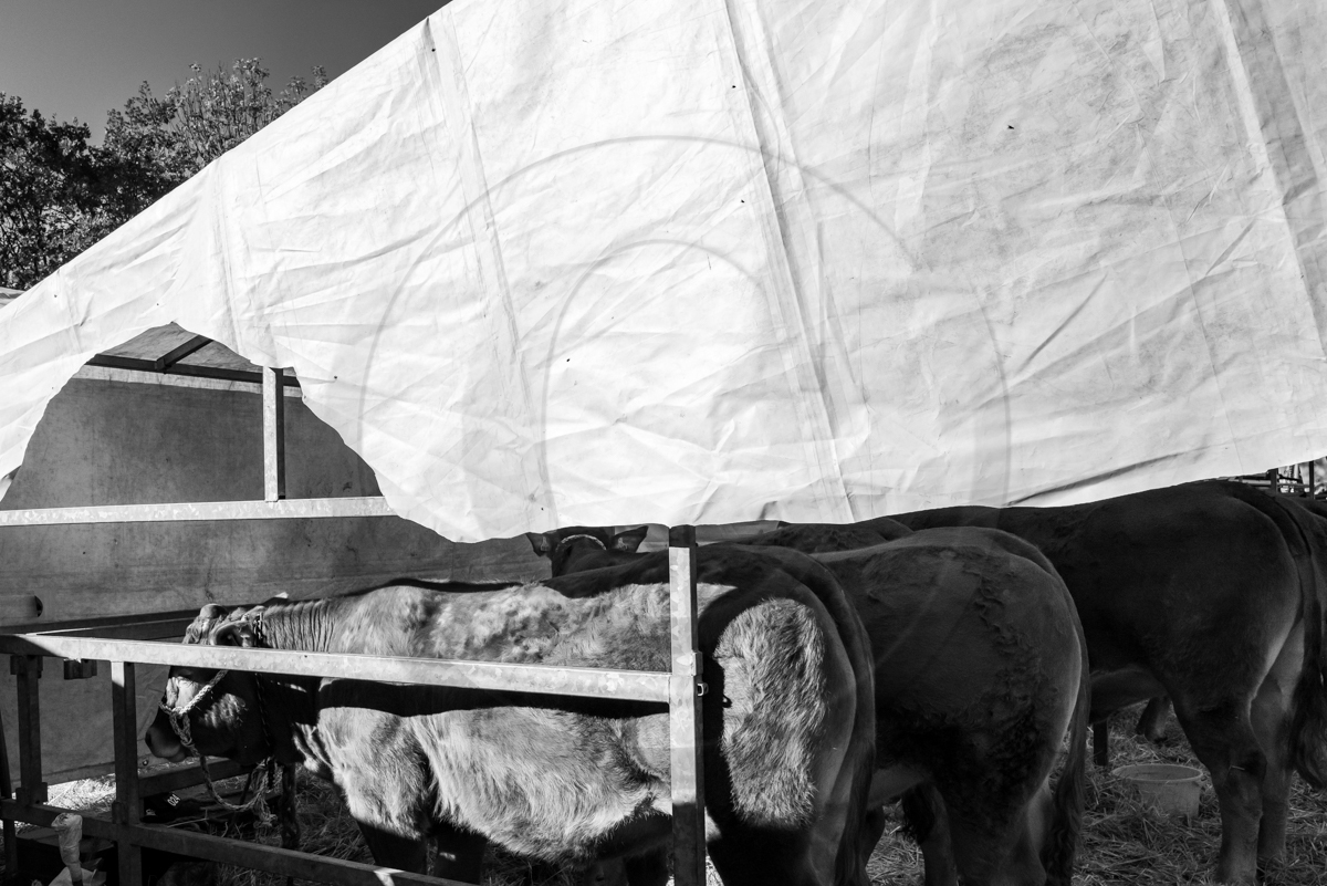 Rencontres paysannes à Saint-Bonnet en Champsaur