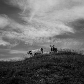 Les vaches au paturage