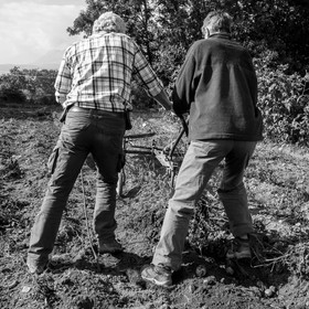La récolte des pommes de terre avec un cheval