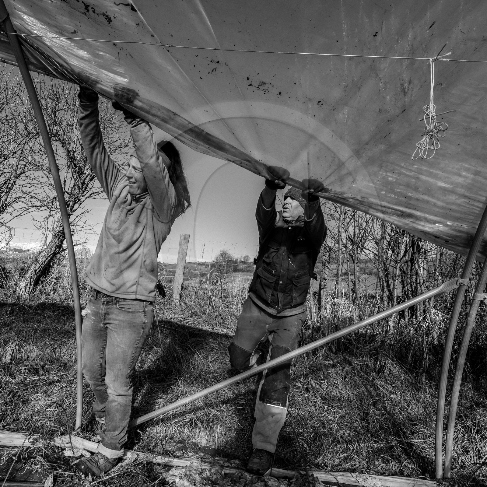 Montage de serres tunnel