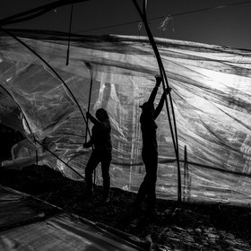 Montage de serres tunnel