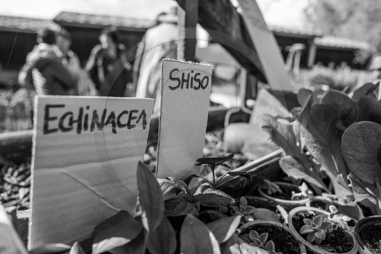 14 mai 2023 : Vide-Jardin