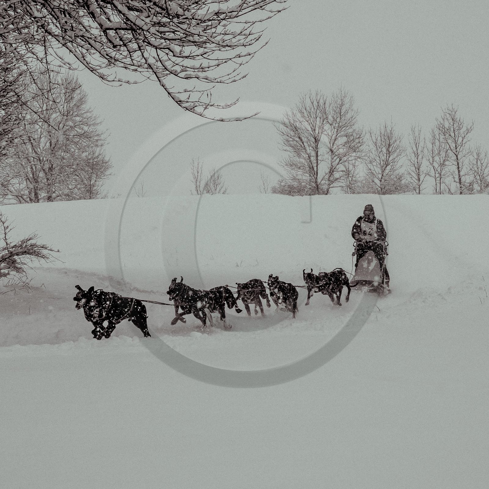 La Valgaude Traineau 2015