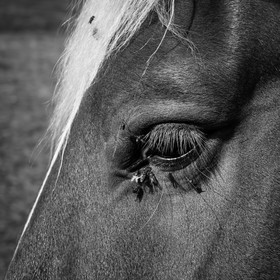 Chevaux de trait