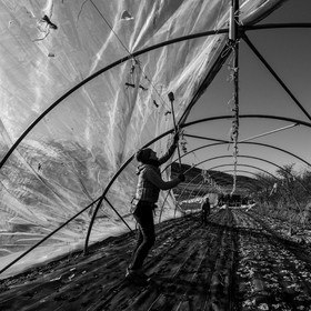 Montage de serres tunnel