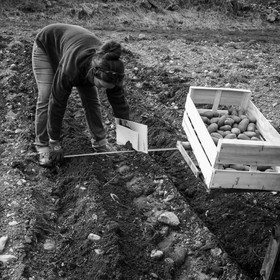 La plantation des pommes de terre