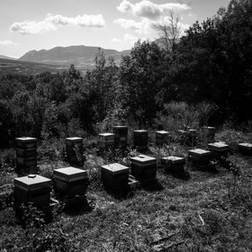 La récolte du miel