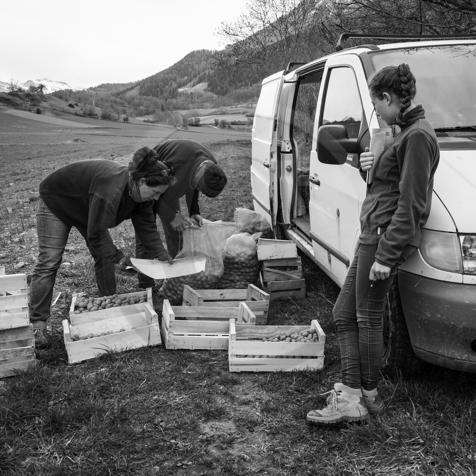 La plantation des pommes de terre