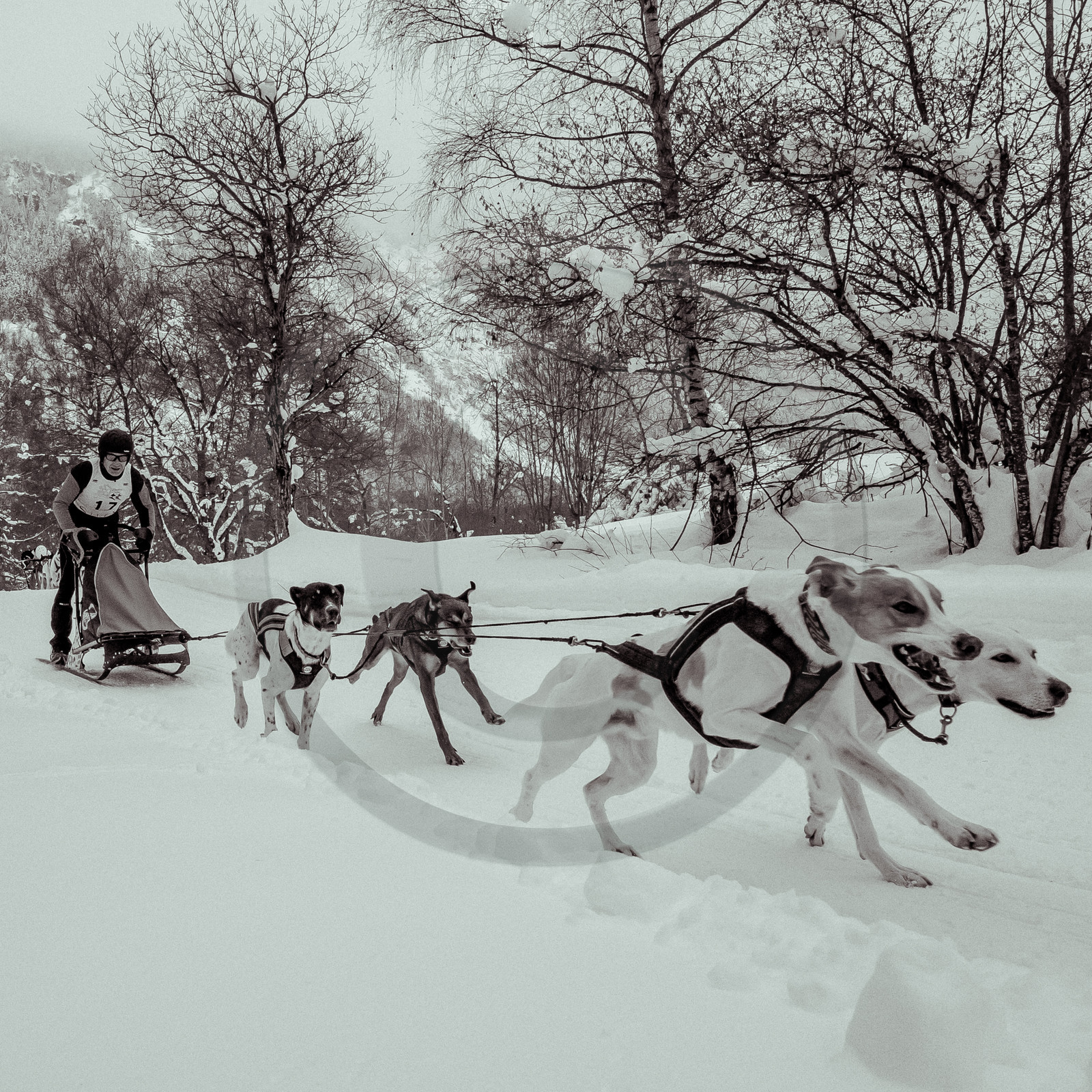 La Valgaude Traineau 2015