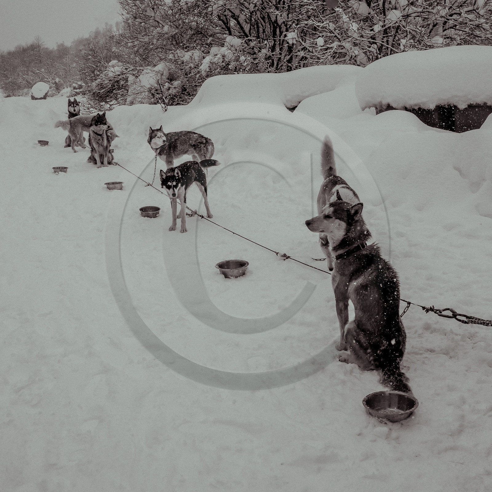 La Valgaude Traineau 2015 La Valgaude Traineau 2015