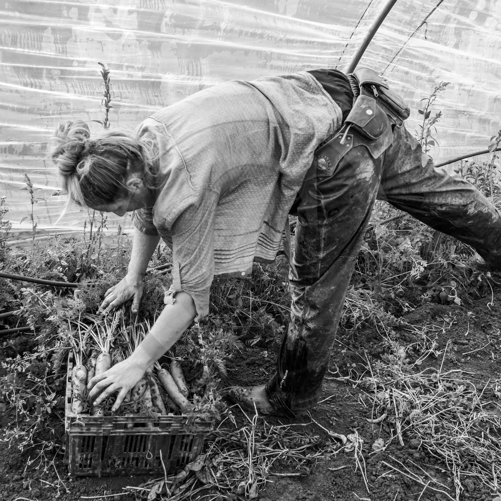 Maraichage biologique dans le Champsaur Maraichage biologique dans le Champsaur