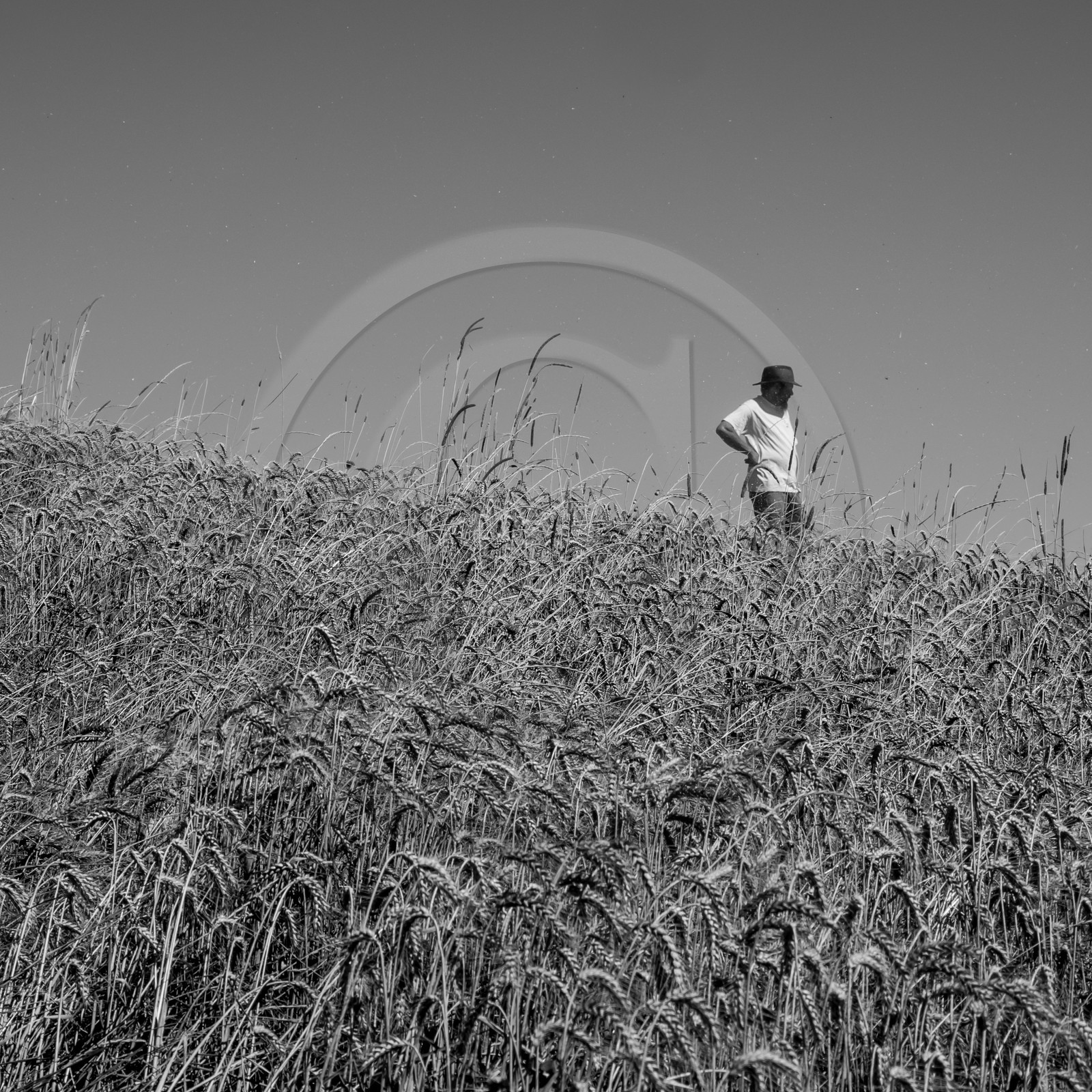 Les moissons dans le Champsaur