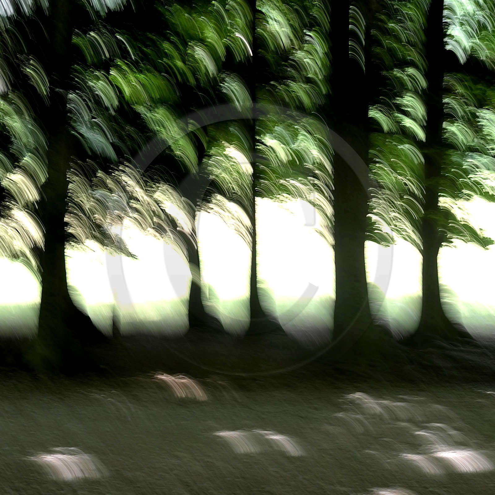 Le Pays des Arbres Flous