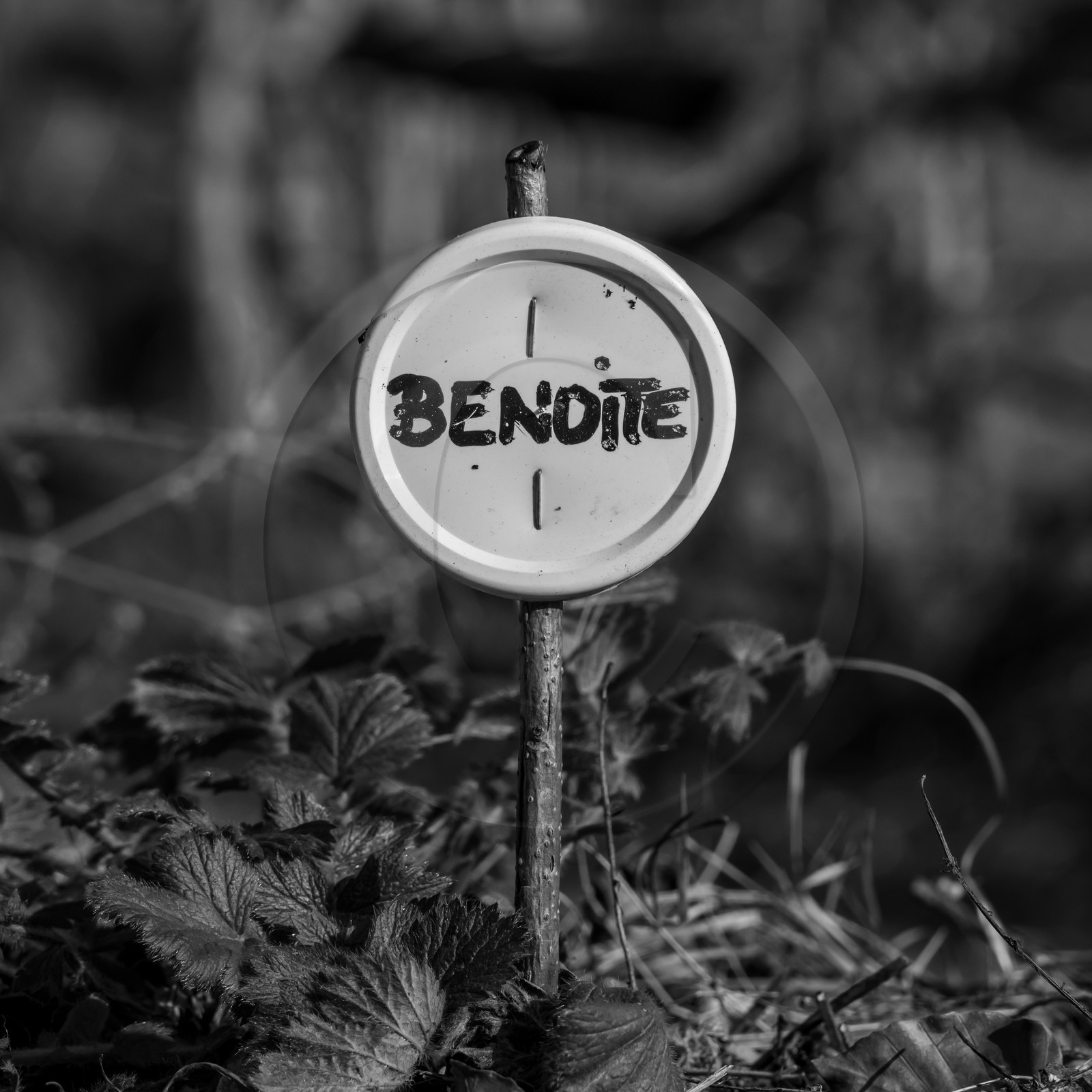 24 février 2021 : on taille, on prépare le jardin...