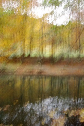 Le Pays des Arbres Flous