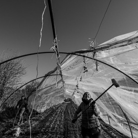 Montage de serres tunnel