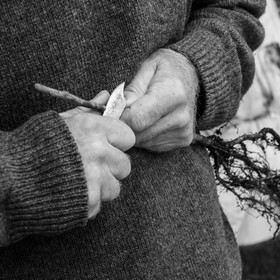 03 avril 2019 : Initiation à la greffe d'arbres fruitiers