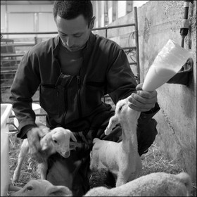 Elevage brebis laitières