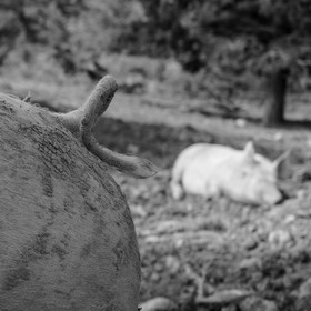 Elevage biologique de cochons en plein air