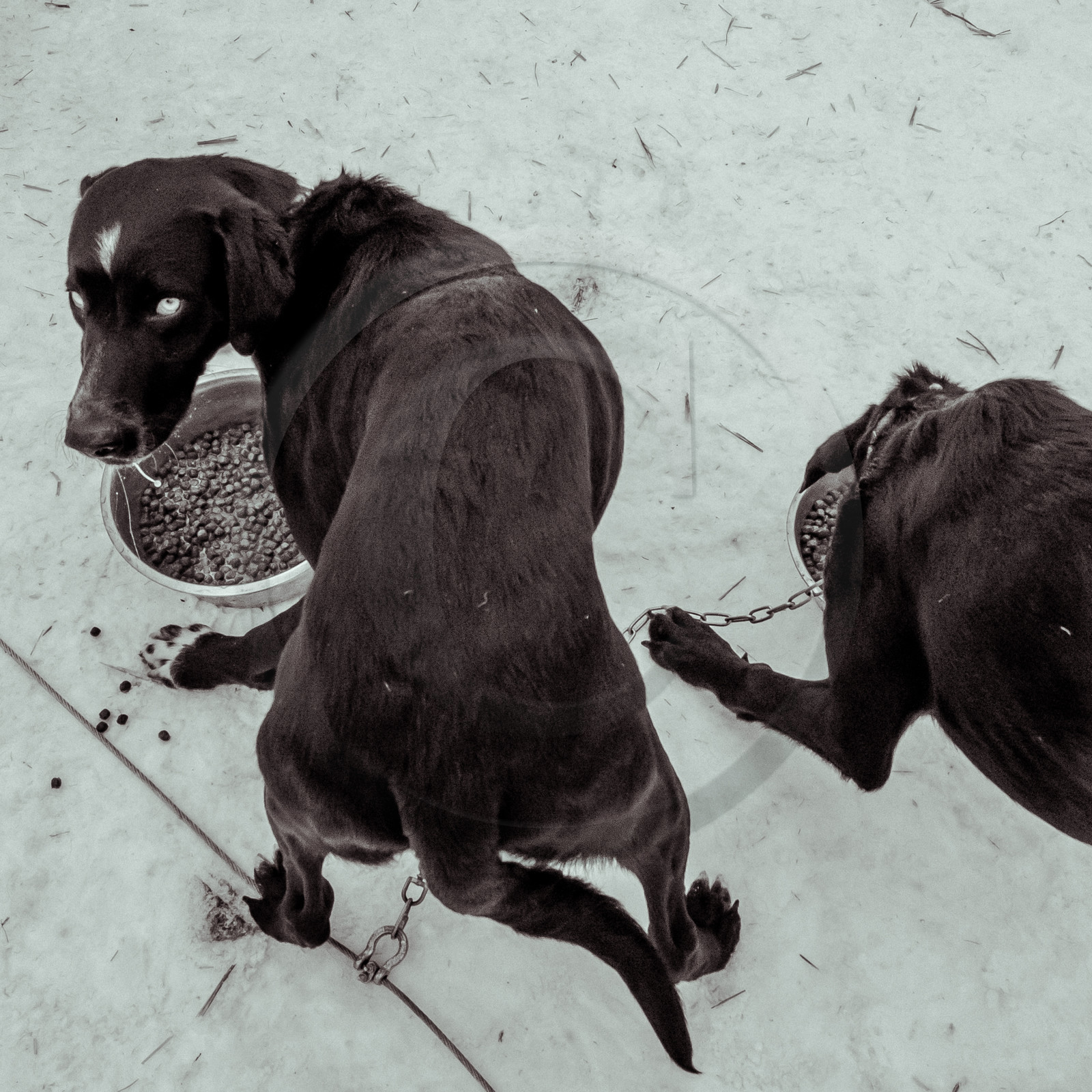 La Valgaude Traineau 2015