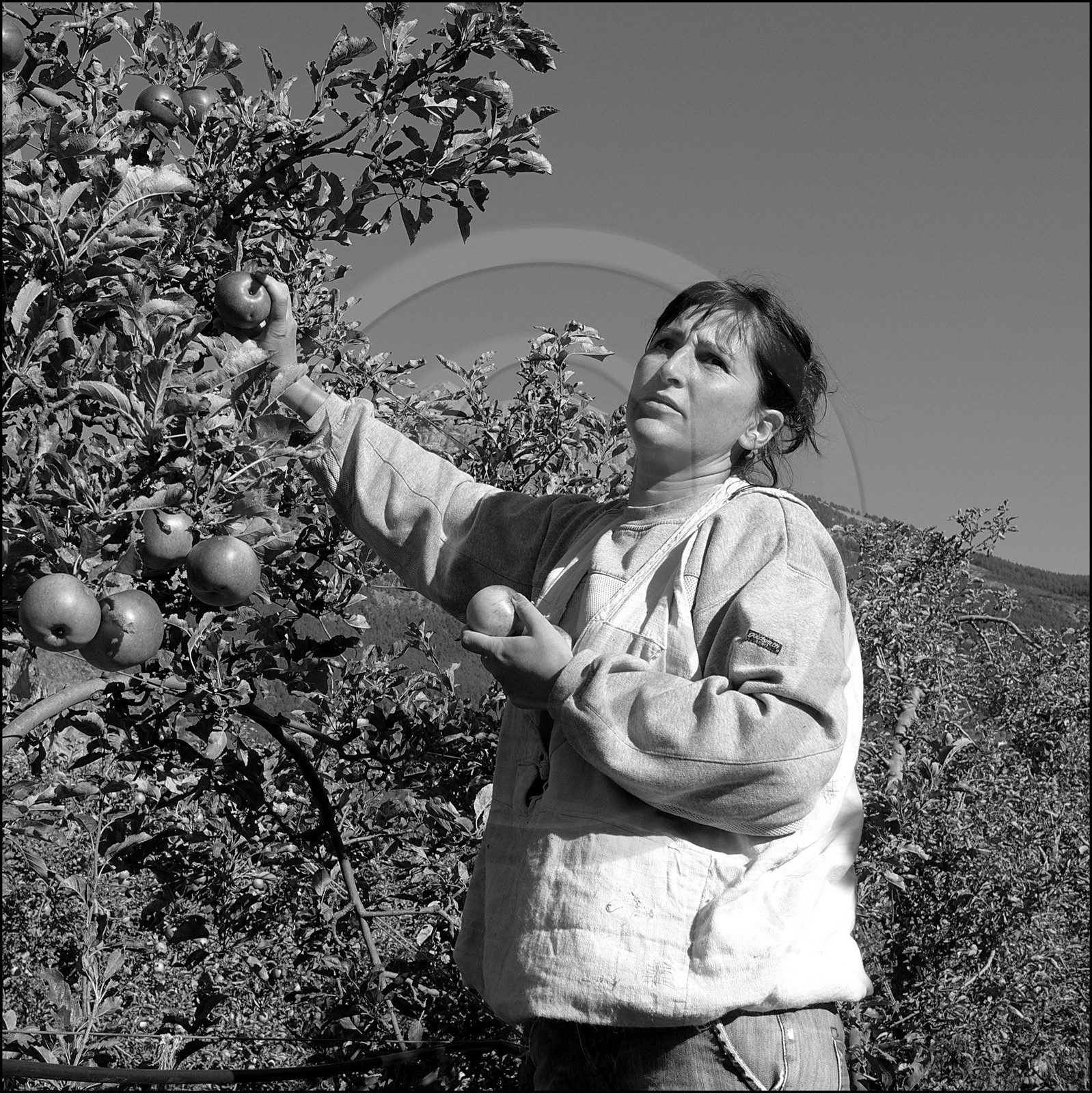 La récolte des pommes