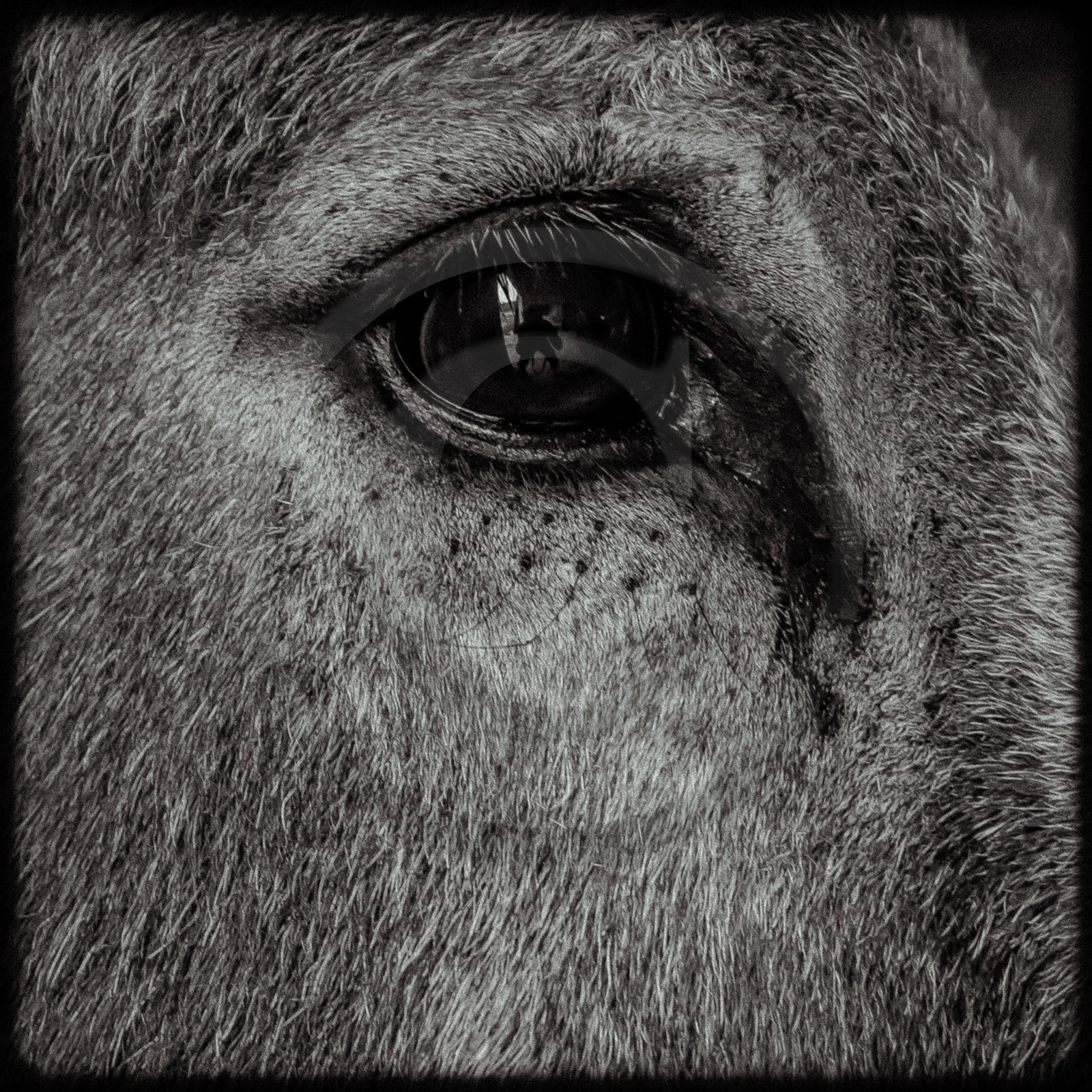 Portraits des animaux de la ferme