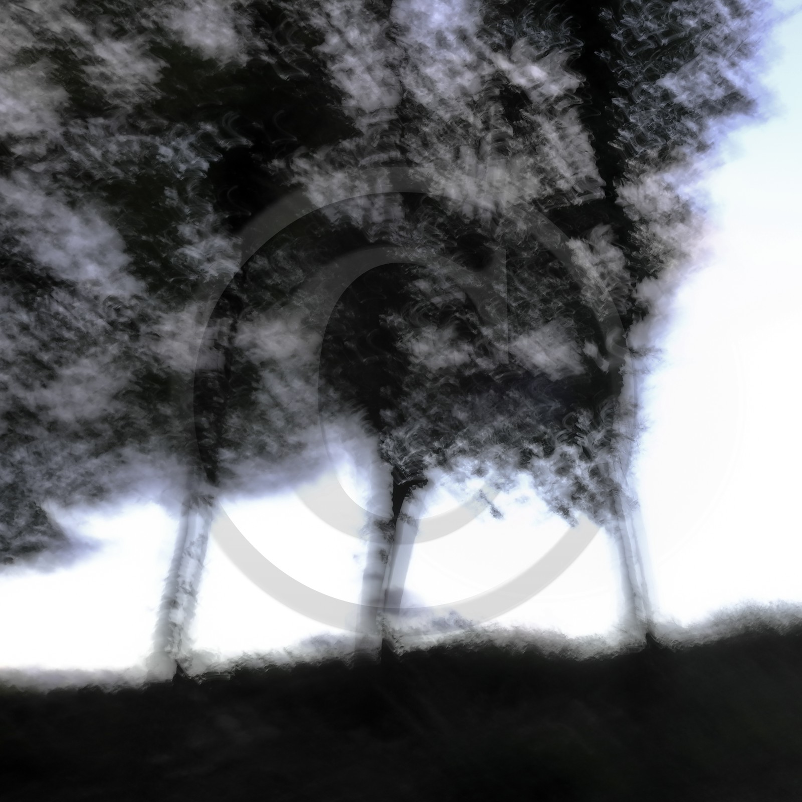 Le Pays des Arbres Flous