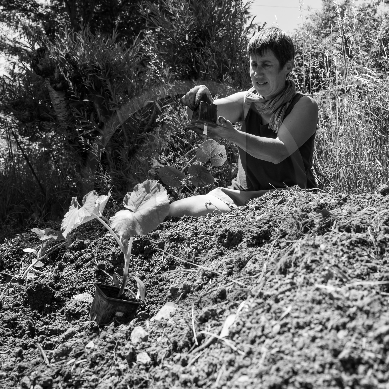 07 juin 2017 - Plantation - Haie - Réunion