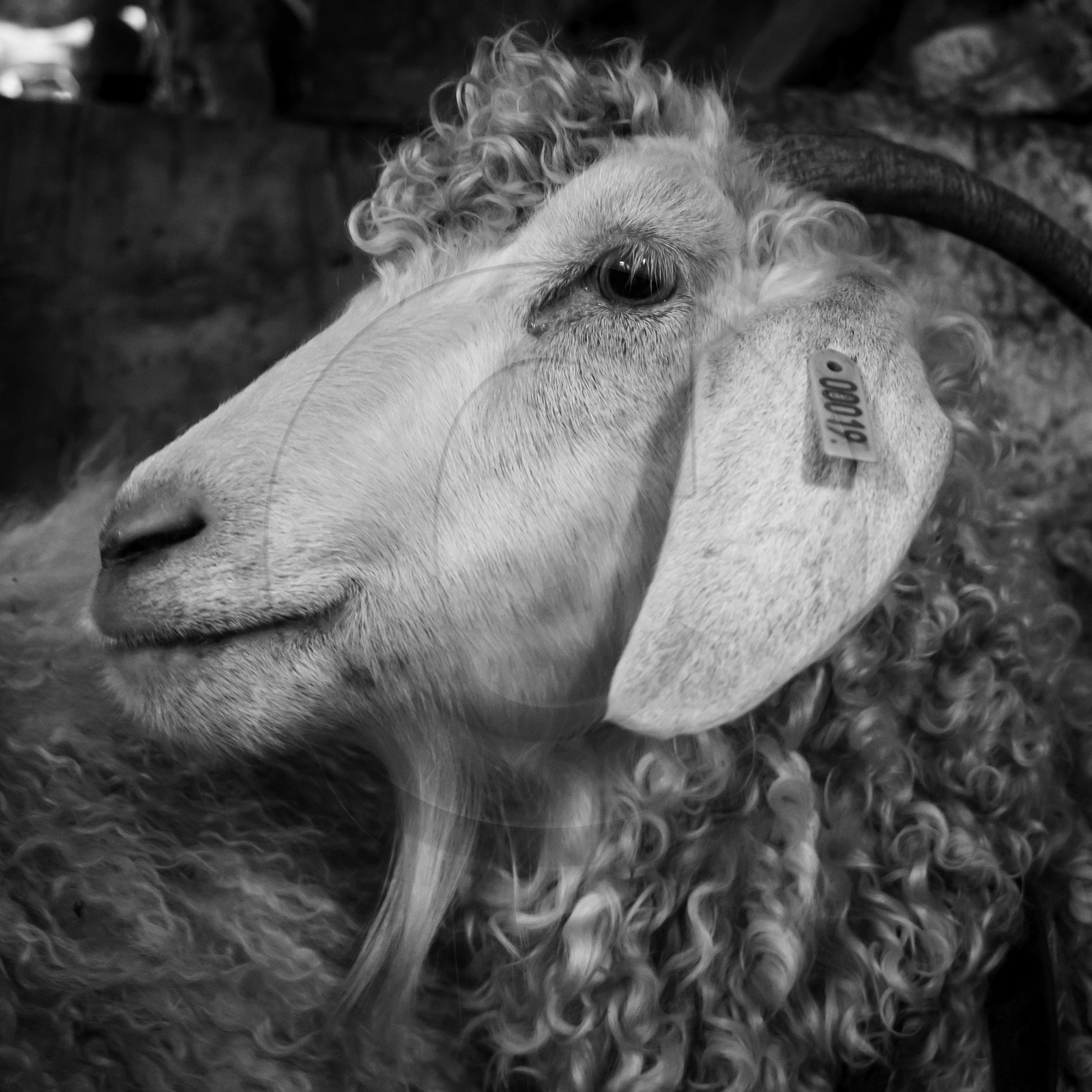 Le mohair arc en ciel