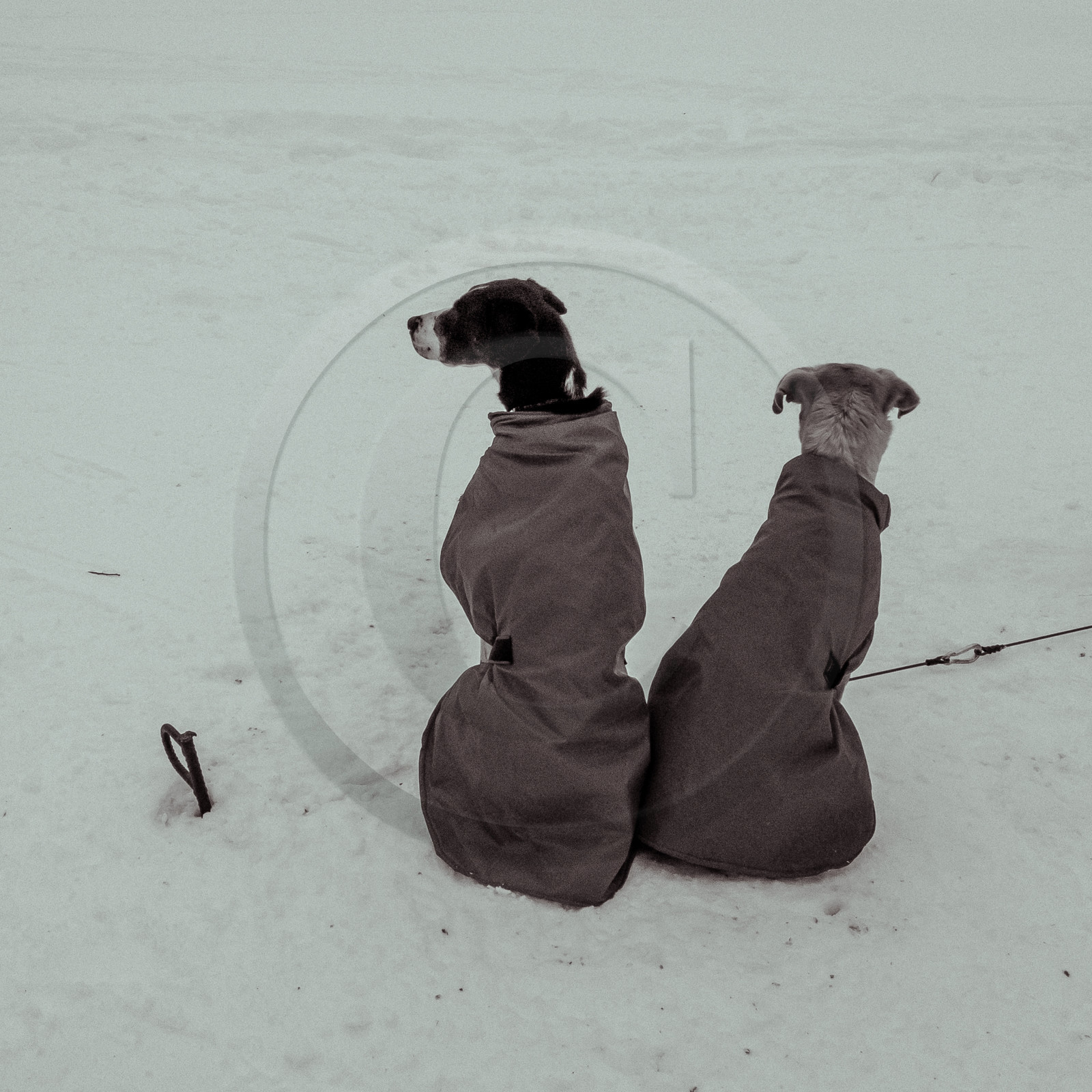 La Valgaude Traineau 2015