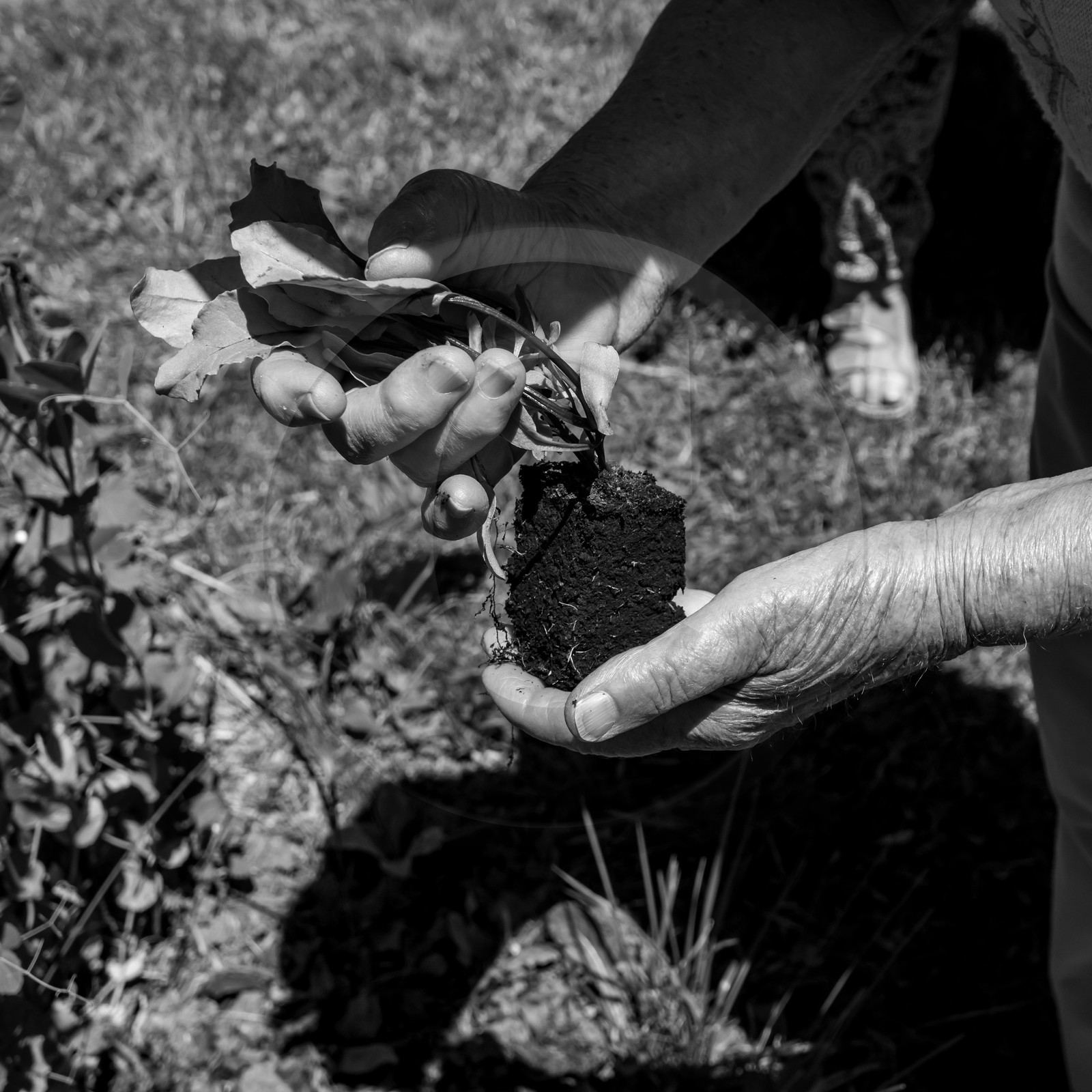 30 juin 2021 : Jardinage, jeux de cartes, masques