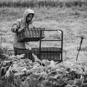 Maraichage biologique dans le Champsaur