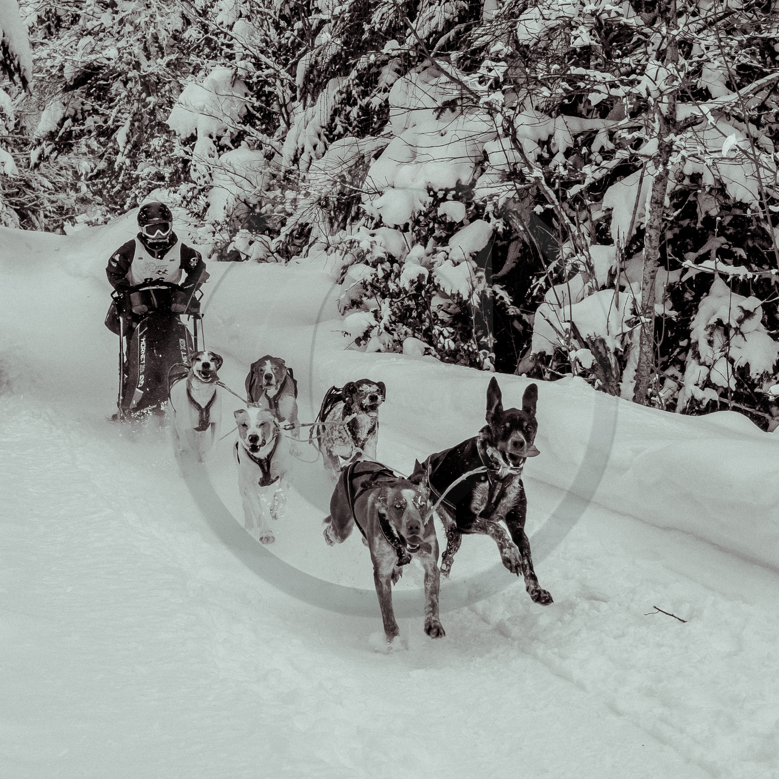 La Valgaude Traineau 2015